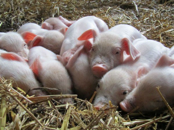 Pigs from Boscowen Farm